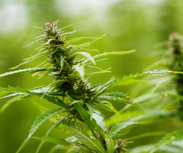 Hemp
